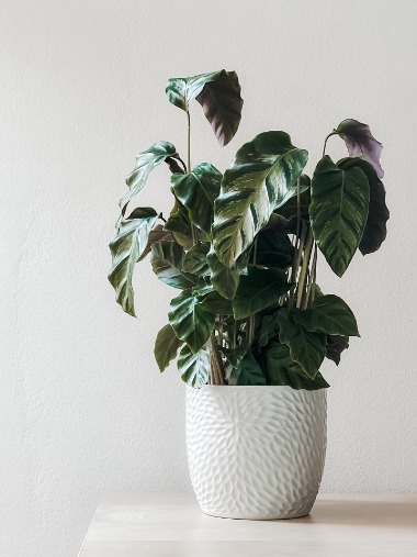 NFT